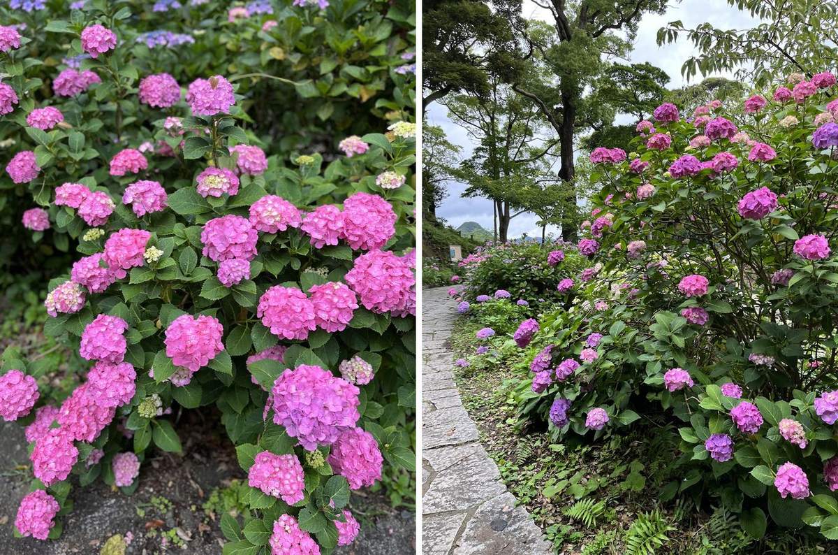 6 月的下田公園,整片山坡都是紫陽花