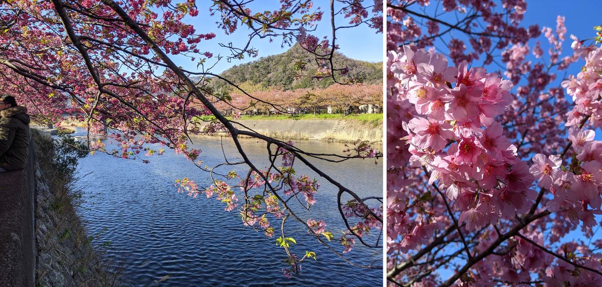 2 月下旬的河津川,兩岸都是盛開的河津櫻