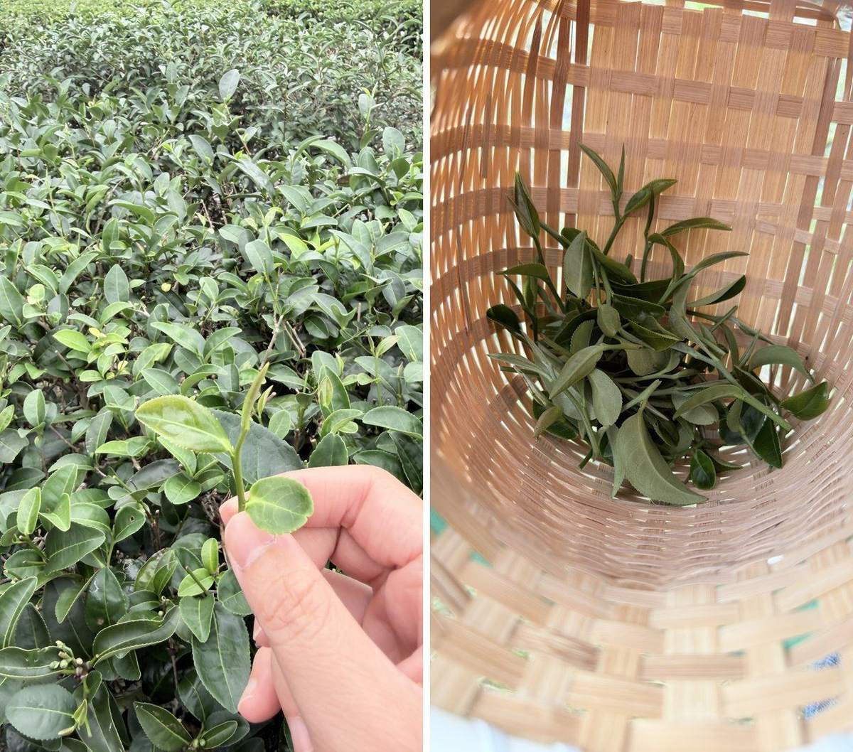 在茶園學採「一心二葉」,放進竹簍
