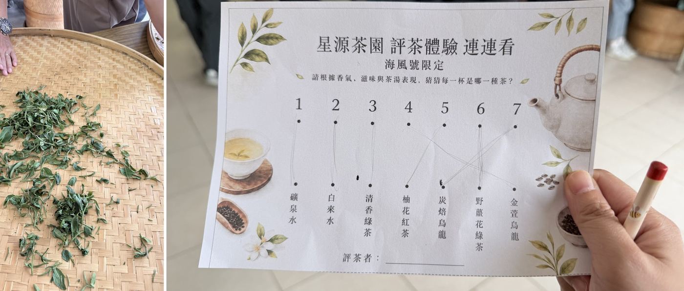 手揉茶葉,再玩海風號限定的評茶連連看