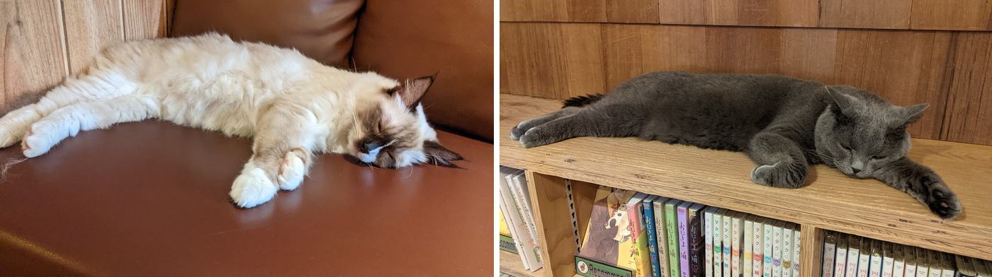左:在沙發上睡死的布偶貓;右:在書櫃上伸懶腰的藍貓