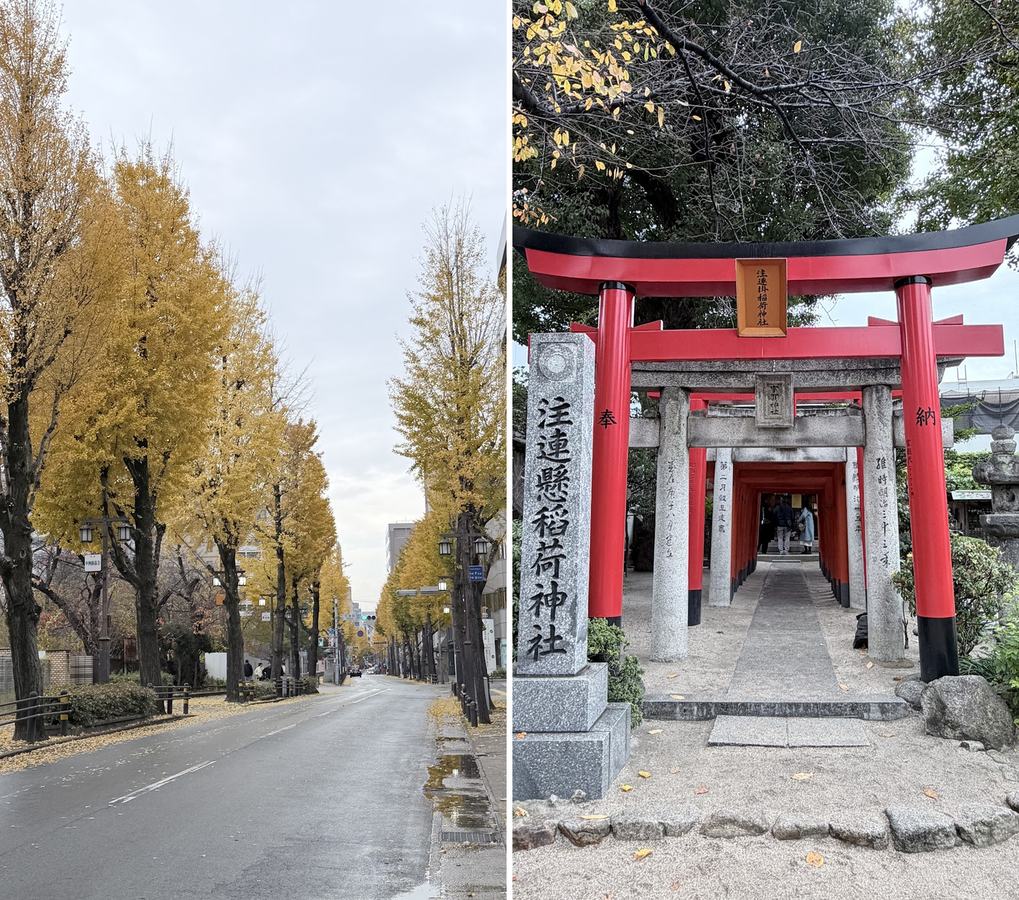 左:金黃的銀杏大道;右:舊市街的紅鳥居