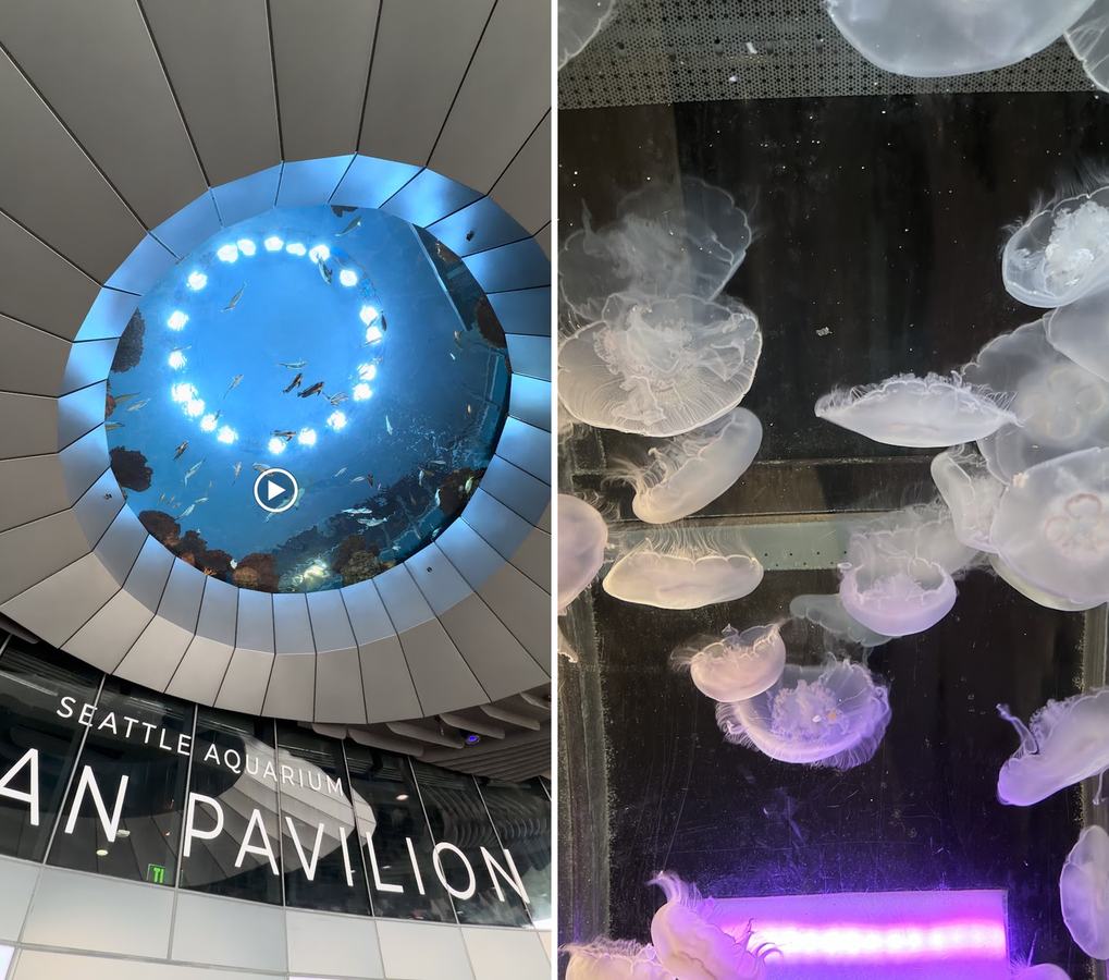 左:新館 Ocean Pavilion;右:水母