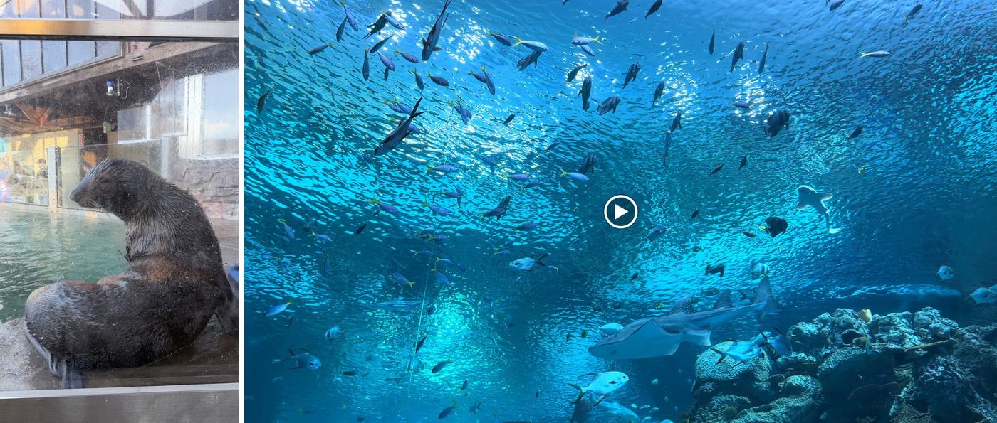 左:海獅;右:Ocean Pavilion 的大水族箱